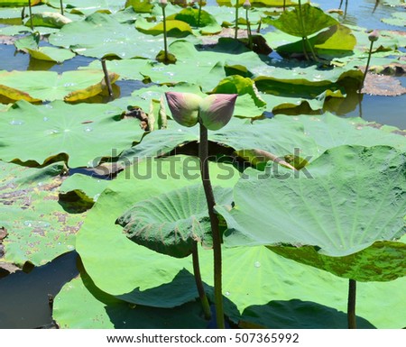 Similar – Image, Stock Photo Strange twins flowers