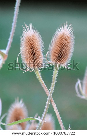 Similar – Image, Stock Photo Strange twins flowers