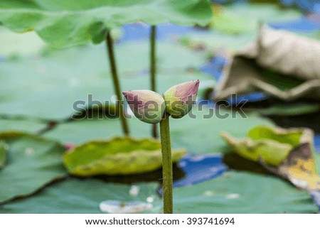 Similar – Image, Stock Photo Strange twins flowers