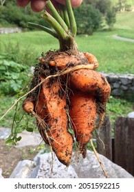 Strange Unusual Carrot Just Pick Up From The Field. Looks Like Several Carrots Grown In One