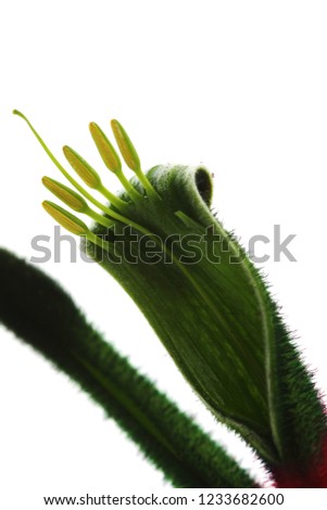 Image, Stock Photo poppy seed detail Poppy