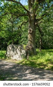 Strange View Of An Old Oak Tree Growing Into A Large Rock, As There Is No More Room For It To Grow.