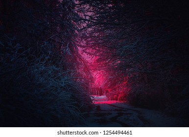Stranger purple road. Winter landscape. Mysterious fairy forest. Background mystic atmosphere. Snowy fantastic forest. Dark fantasy wallpaper. Scary atmosphere in neon colors. Fairy forest in the fog