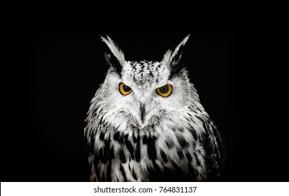 Owl On Black Background Images Stock Photos Vectors Shutterstock