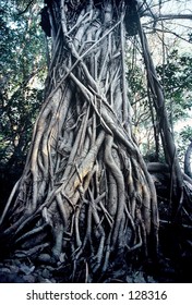 Strangler Fig