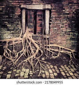 Strangler Fig Growing Out Of A Window