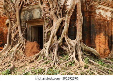 Strangler Fig Inclose A Temple