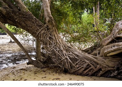 Strangler Fig On Ko Phayam, Thailand