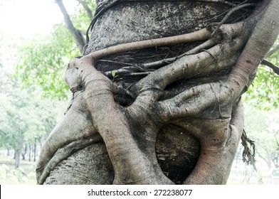 Strangler Fig On Large Tree