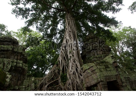 Strangler fig spreading over the Ta Prohm (Tomb Raider) temple in Angkor Archeological Park