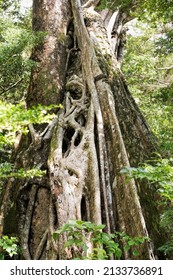 Strangler Fig Tree From Costa Rica