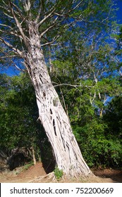 Strangler Fig Tree Parasite