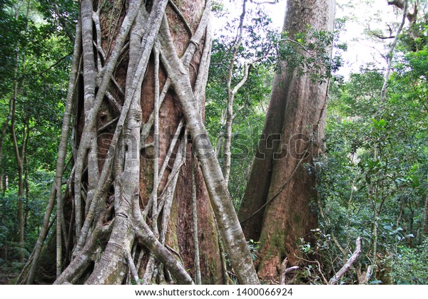 Strangler Fig Tree Roots Wrapped Around Stock Photo 1400066924 ...