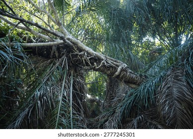 Strangler Fig Tree Wrapped Around Host Palm in Pampas del Yacuma, Bolivian Amazon