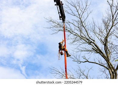 Strapped Tree Climber In Tree