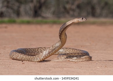 Strapsnouted Brown Snake Striking Position Stock Photo (Edit Now ...