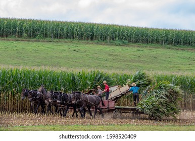 Strasburg, Pennsylvania - August 26, 2019: Amish men harvesting corn with a horse drawn harvester.