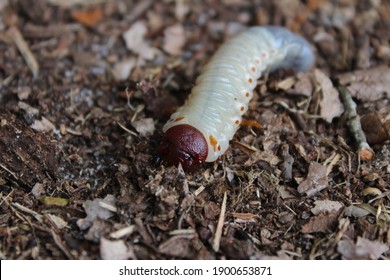 Strategus aloeus beetle larva, also called grub, crawling around in the dirt of a dead patch of grass from a lawn. Grubs crawl under ground to feed on roots and destroys grass as a result. - Shutterstock ID 1900653871