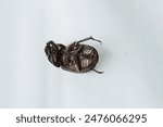 Strategus mormon or dead rhinoceros beetle white background. Strategus mormon on white paper. insect carcasses