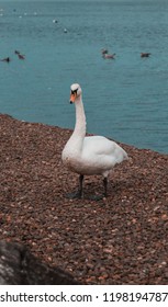 Strathclyde Country Park, Hamilton, Scotland