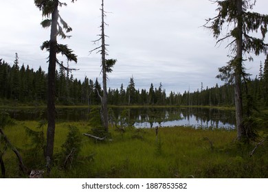 Strathcona Park In The Autumn 