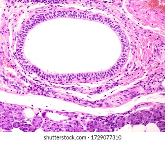 Stratified Columnar Epithelium. It Is A Rare Type Of Epithelium Composed Of Columnar Cells Arranged In Several Layers (usually Only Two Or Three). Large Excretory Duct Of A Human Parotid Gland.