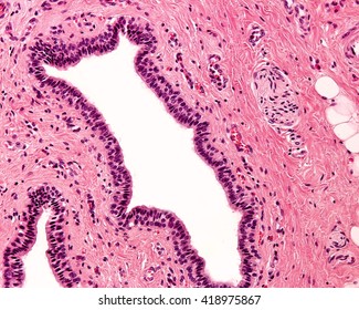 Stratified Columnar Epithelium. It Is A Rare Type Of Epithelium Composed Of Columnar Cells Arranged In Several Layers (usually Only Two). Large Excretory Duct Of A Salivary Gland.