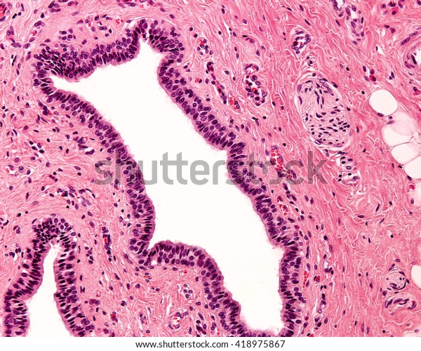 Simple Columnar Epithelium Excretory Duct Salivary Stock