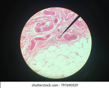 Stratified Cuboidal Epithelium