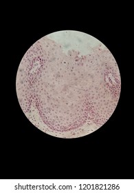 Stratified Squamous Epithelium By Light Microscope