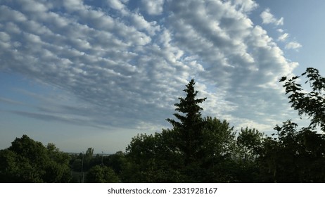 Stratocumulus Clouds and Trees with a pine in the centre in the early morning in spring in May.