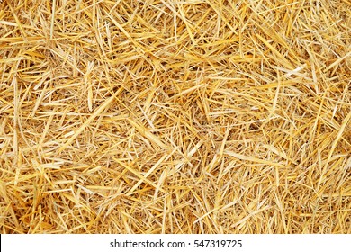 Straw Background Texture