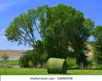 Straw bale and cottonwood tree