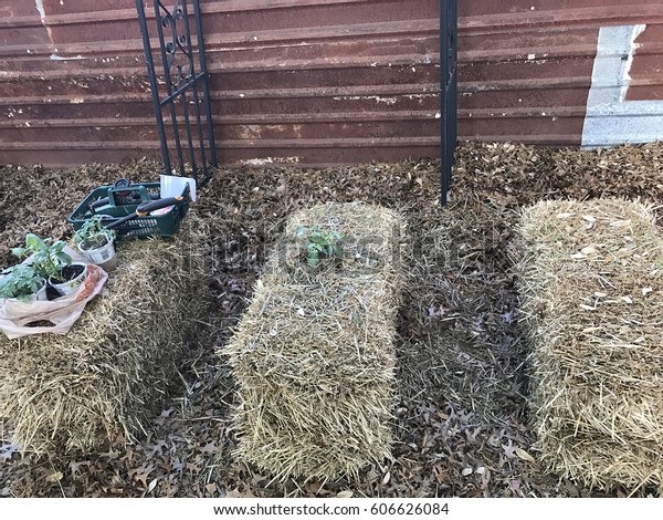 Straw Bale Garden Stock Photo Edit Now 606626084