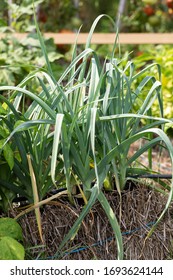 Straw Bale Garden On The Landscape Fabric