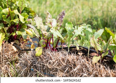 Straw Bale Garden On The Landscape Fabric