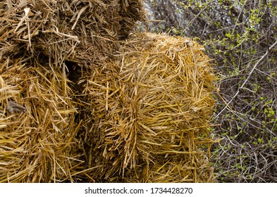 Straw Bales Standing In The Garden. Straw Bale Gardening.