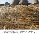 Straw bales. We get more than one harvest of winter wheat. After the grain is collected, the straw is pressed into bales to provide livestock, calves and cows with fodder and bedding