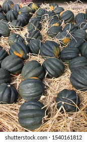 Straw Bed Covered With Fresh Harvest Of Acorn Squash, A Main Or Side Dish At Any Fall Holiday Or Get-together.