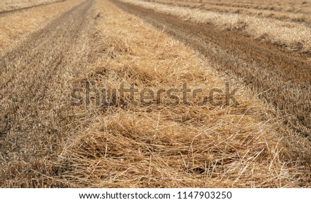 Similar – Image, Stock Photo stubble field Landscape