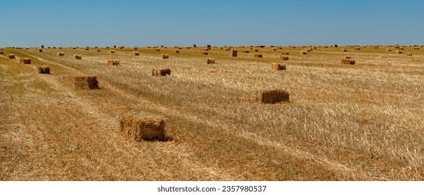 Straw collected in square bales on a harvested wheat field, blue sky over the field, Ukraine - Powered by Shutterstock