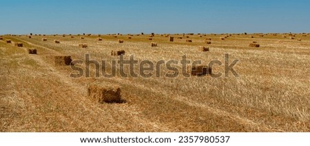 Straw collected in square bales on a harvested wheat field, blue sky over the field, Ukraine