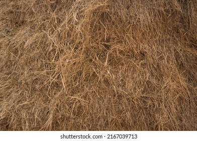 straw, dry straw, hay straw yellow background, hay straw texture