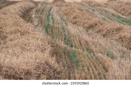 Straw Field Field After Harvest Chopped Stock Photo 2191923865 ...