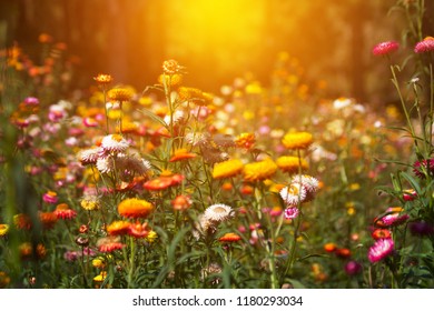  Straw flower, Everlasting  - Shutterstock ID 1180293034