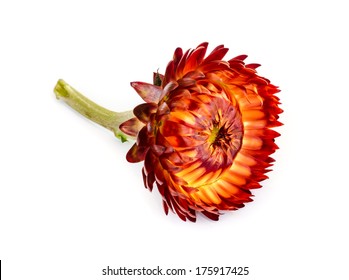 Red Orange Everlasting Flower Images Stock Photos Vectors Shutterstock