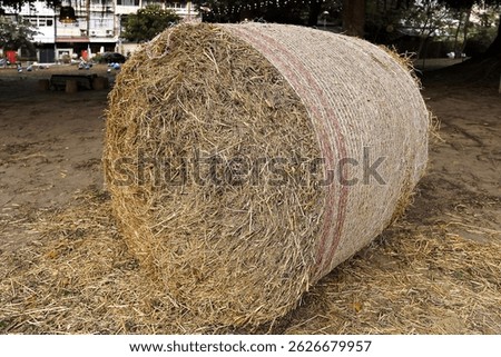  straw · halm · haulm · stack · rice straw 