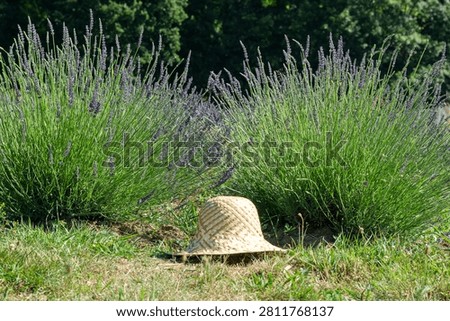 Straw hat in the middle of two lavender shrub.
