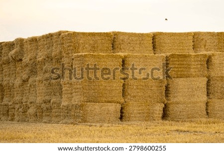 Straw haystack, straw bales, straw bale and grass harvest.