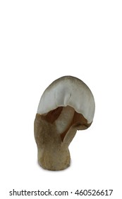 Straw mushrooms - Shutterstock ID 460526617